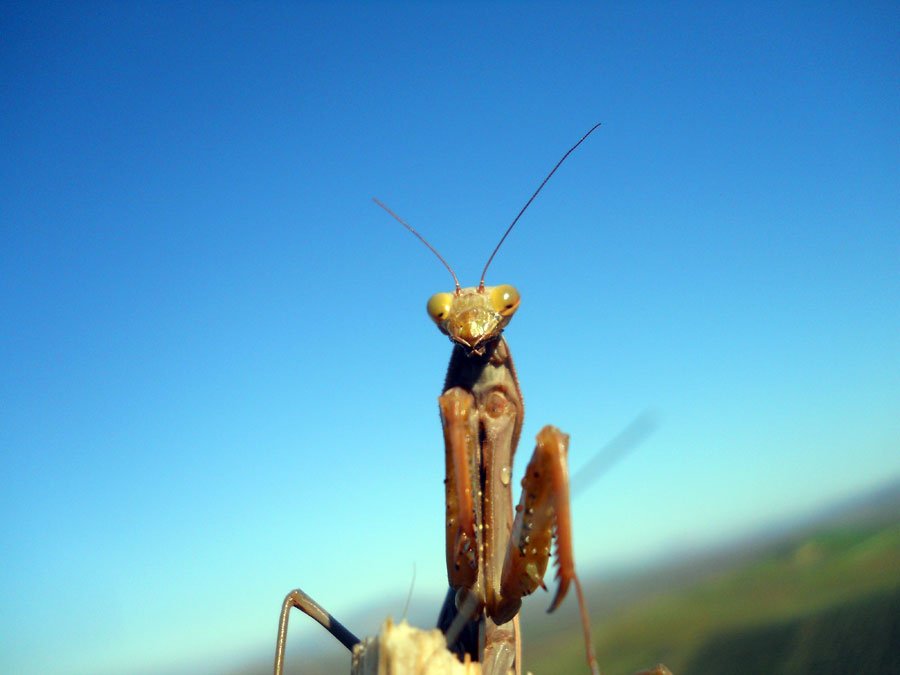 Mantis-religiosa-(Linnaeus,.jpg