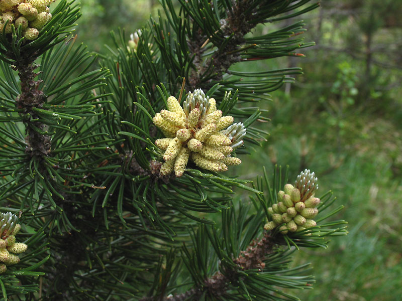 Pinus mugo Turra subsp. mugo