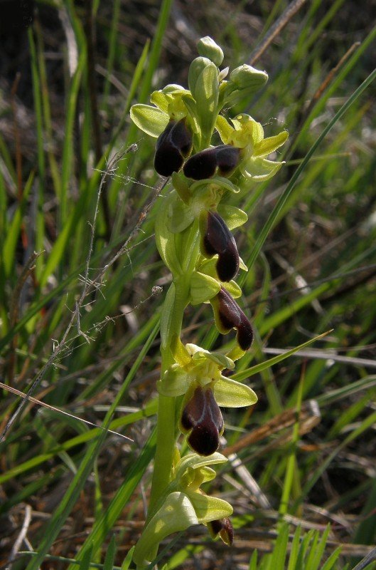 Ophrys_funerea_subsp_fusca_6da610d1.jpg