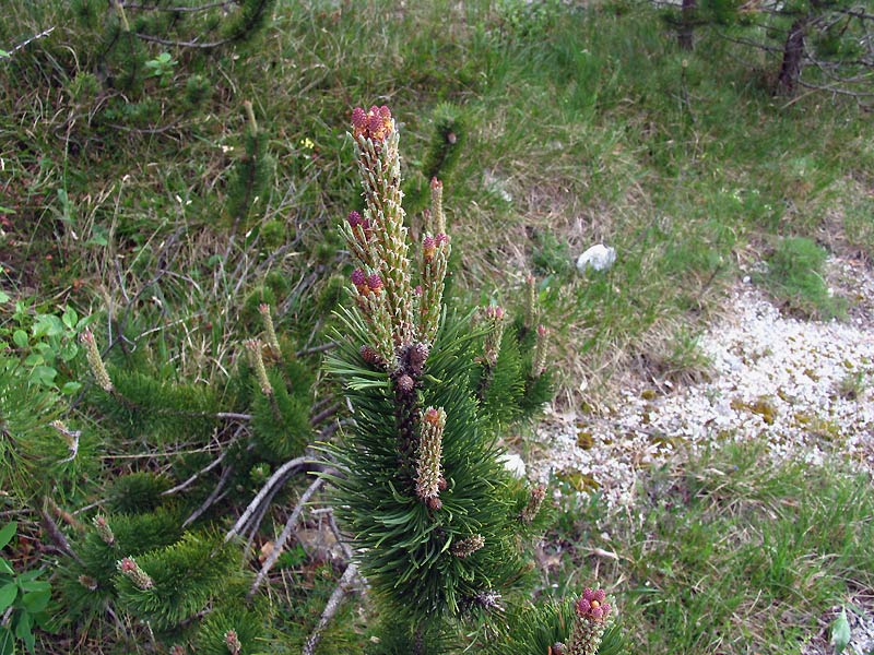 Pinus mugo Turra subsp. mugo