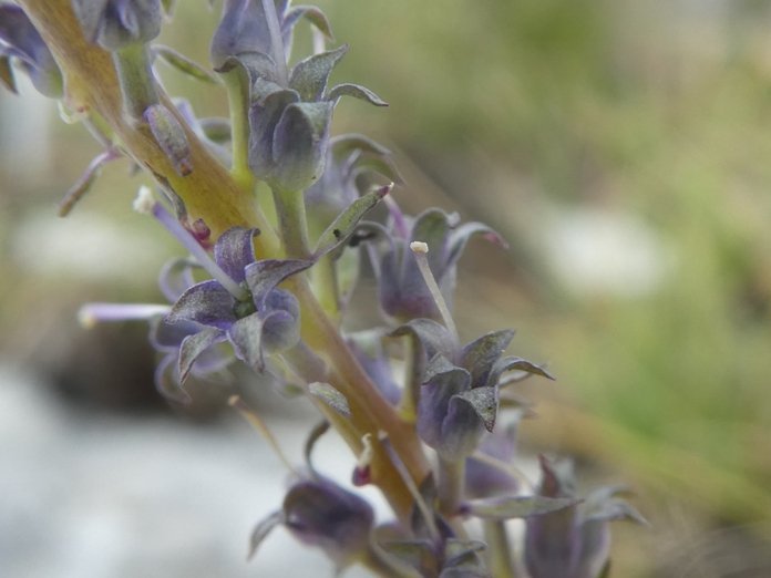 Linaria purpurea (L.) Mill. (c).JPG