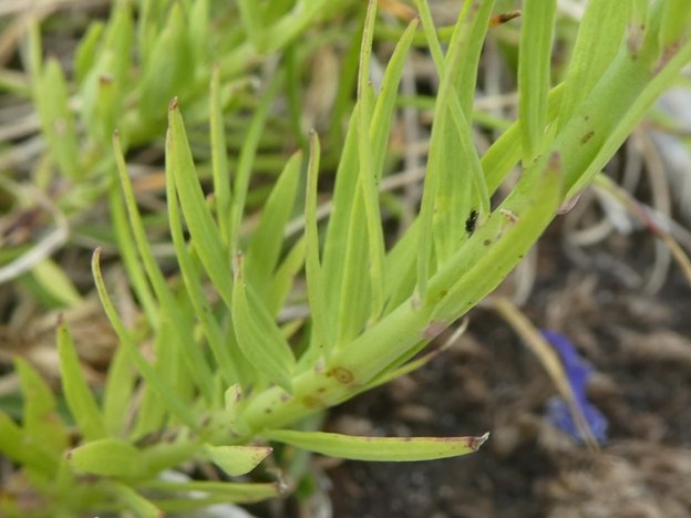 Linaria purpurea (L.) Mill. (d).JPG