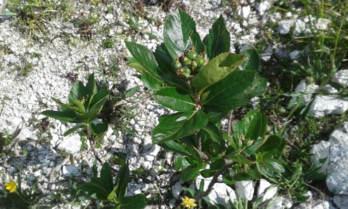 Sorbus chamaemespilus (L.) Crantz (b).jpg