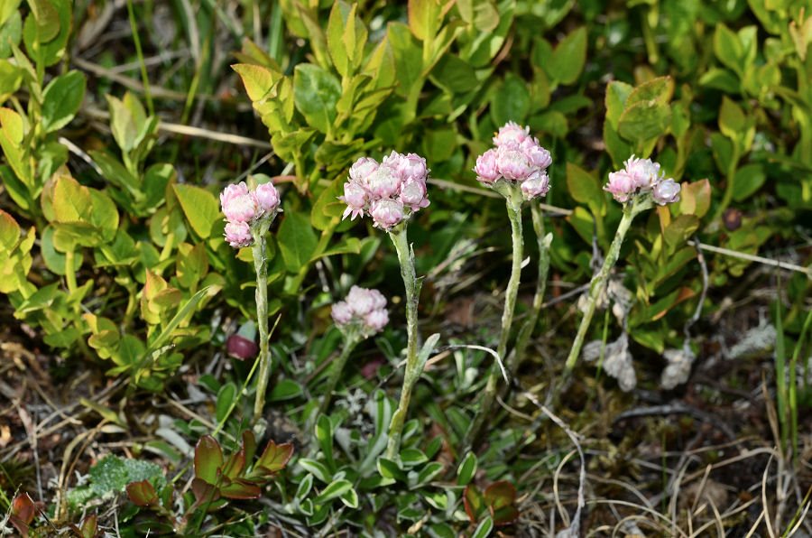 25-Mageroya-Caponord_Antennaria dioica 2017715m108.jpg