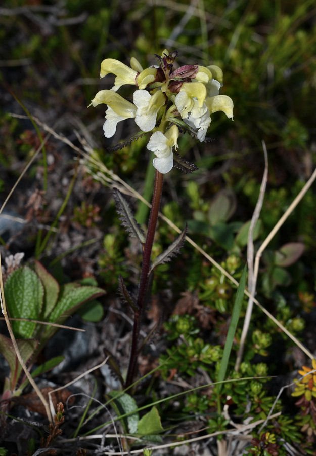 50-Mageroya-Caponord_Pedicularis lapponica 2017715m151.jpg