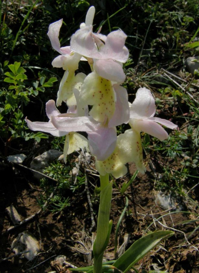 orchis colemanii3.jpg