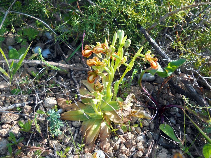 Ophrys-speculum-Link-.--(ap.jpg
