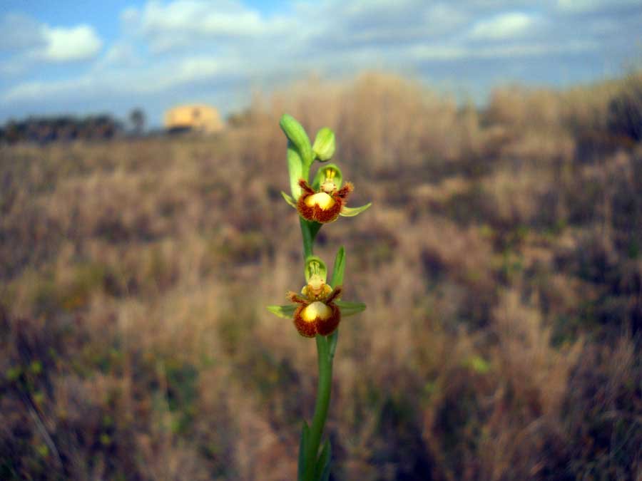 Ophrys-speculum-Link-.-(=-O.jpg