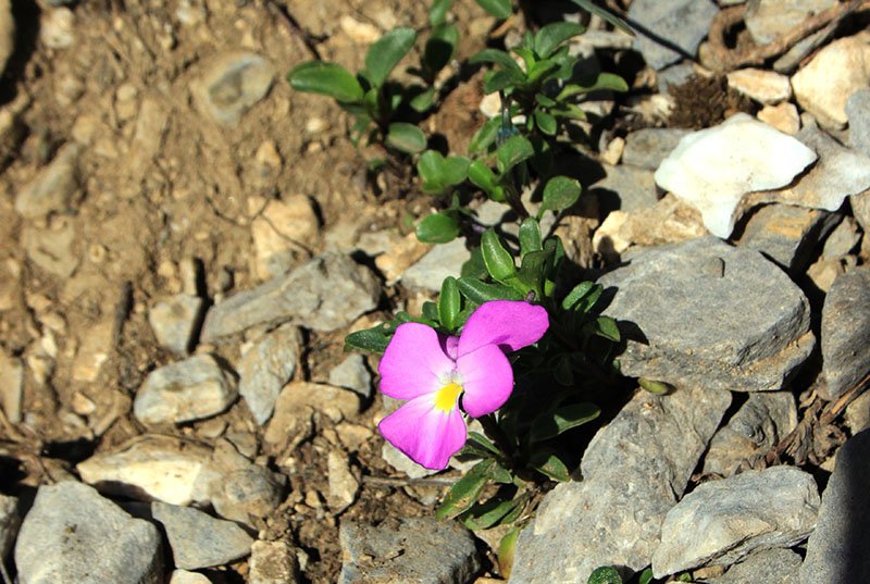 w019 Viola cenisia L.M.Omo 13-07-18.jpg