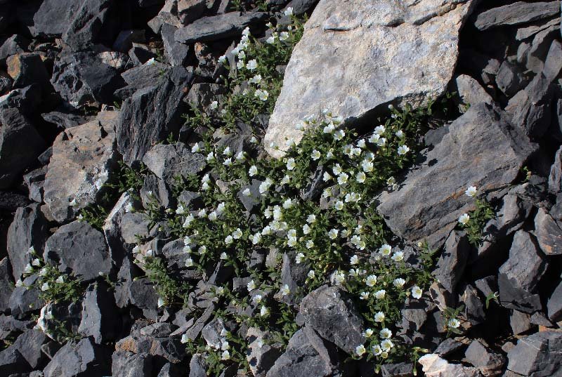 w021  Cerastium latifolium L. Valcavera 13-07-18.JPG