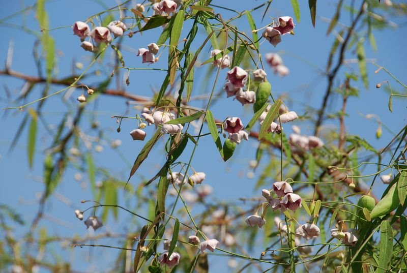 Apocynaceae - Hoya pauciflora5.JPG