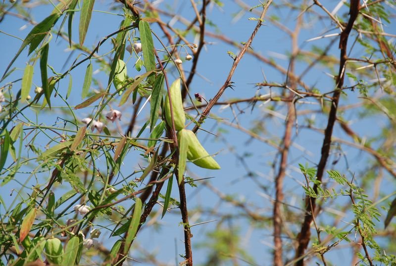 Apocynaceae - Hoya pauciflora4.JPG