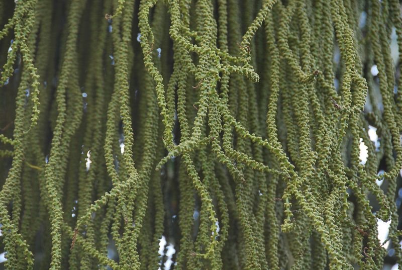 Arecaceae - Caryota urens4.JPG