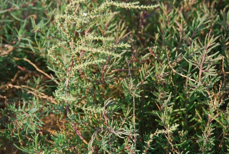 Chenopodiaceae - Suaeda nudiflora2.JPG