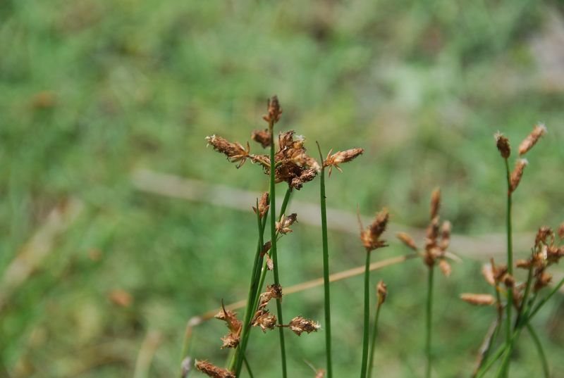 Cyperaceae - Fimbristylis cymosa subsp. spathacea5.JPG