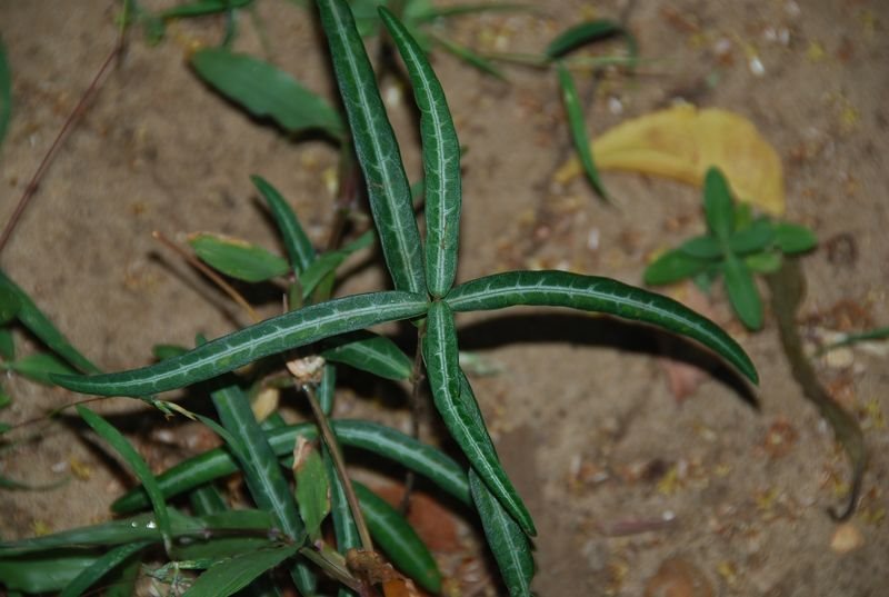 Euphorbiaceae - Euphorbia deccanensis1.JPG