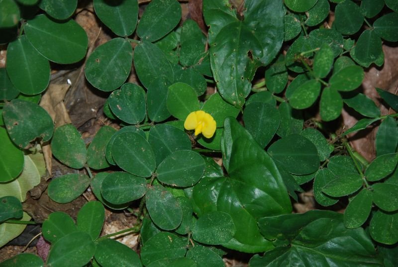 Fabaceae - Arachis pintoi1.JPG