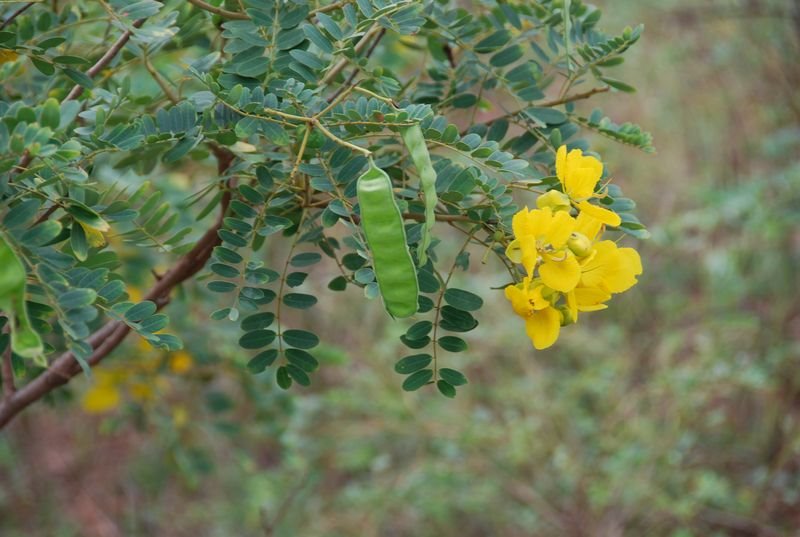 Fabaceae - Senna auriculata3.JPG