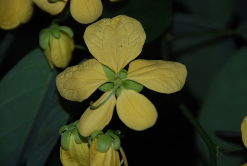Fabaceae - Senna bacillaris1.JPG