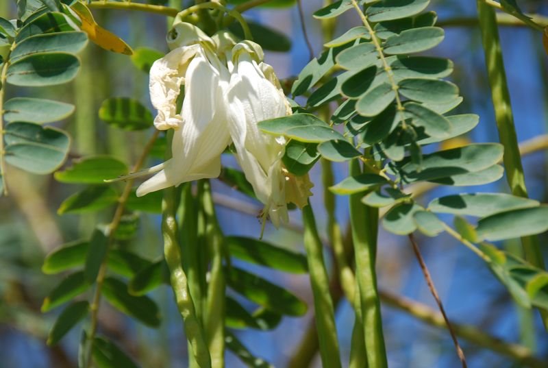 Fabaceae - Sesbania grandiflora2.JPG