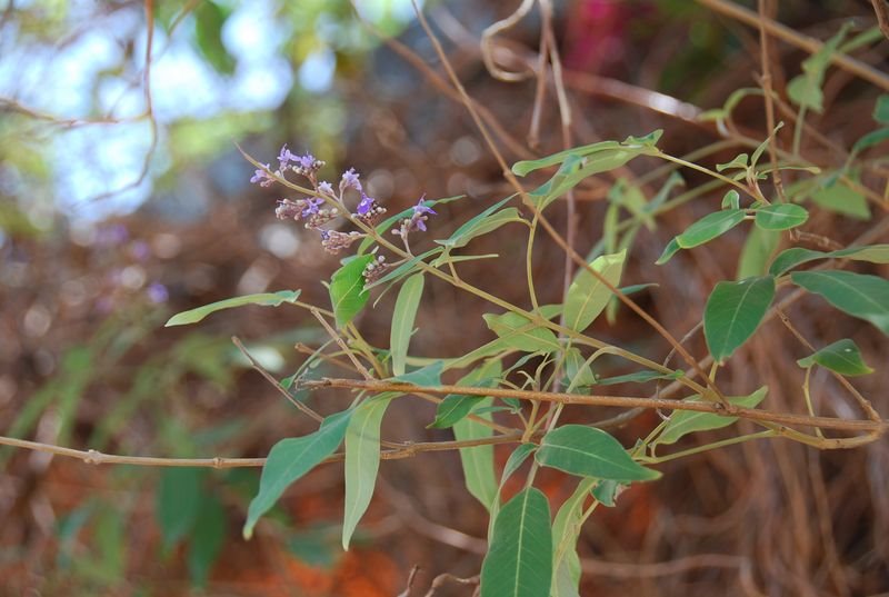 Lamiaceae - Vitex altissima1.JPG