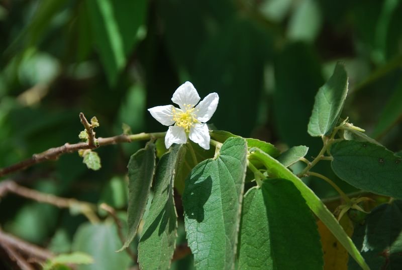 Muntingiaceae - Muntingia calabura1.JPG