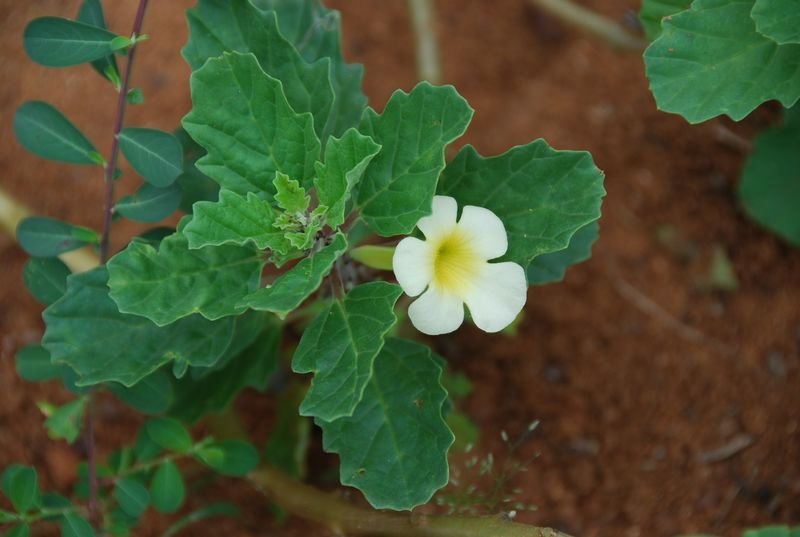 Pedaliaceae - Pedalium murex4.JPG