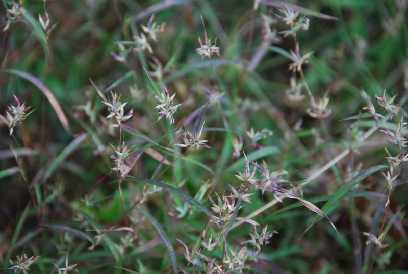 Poaceae - Apluda mutica2.JPG