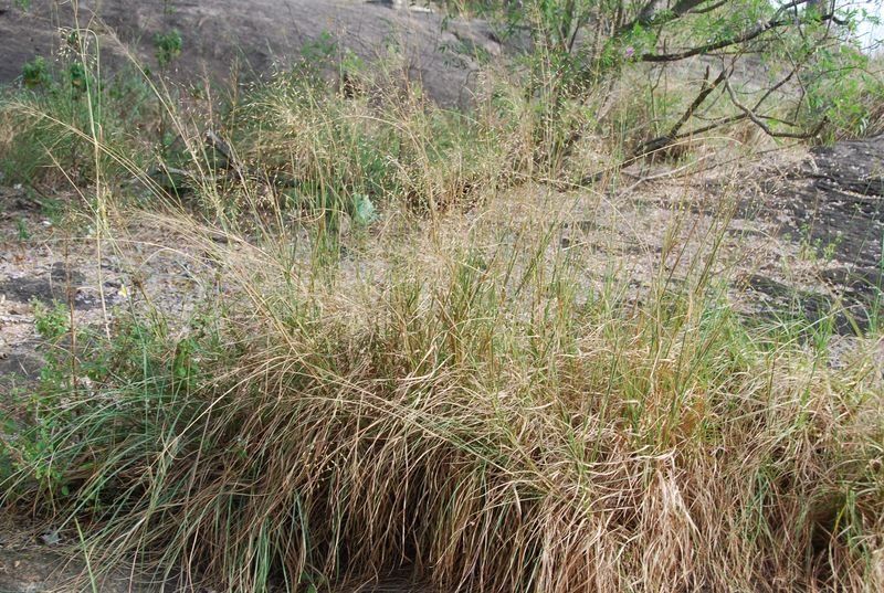 Poaceae - Chrysopogon sp.1.JPG