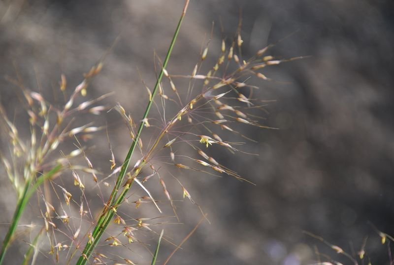 Poaceae - Chrysopogon sp.2.JPG