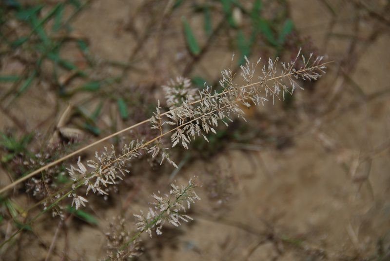 Poaceae - Eragrostis amabilis2.JPG