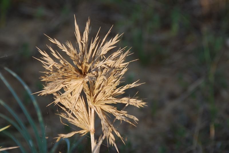 Poaceae - Spinifex littoreus2.JPG