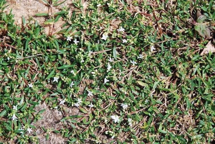 Rubiaceae - Oldenlandia corymbosa1 .JPG