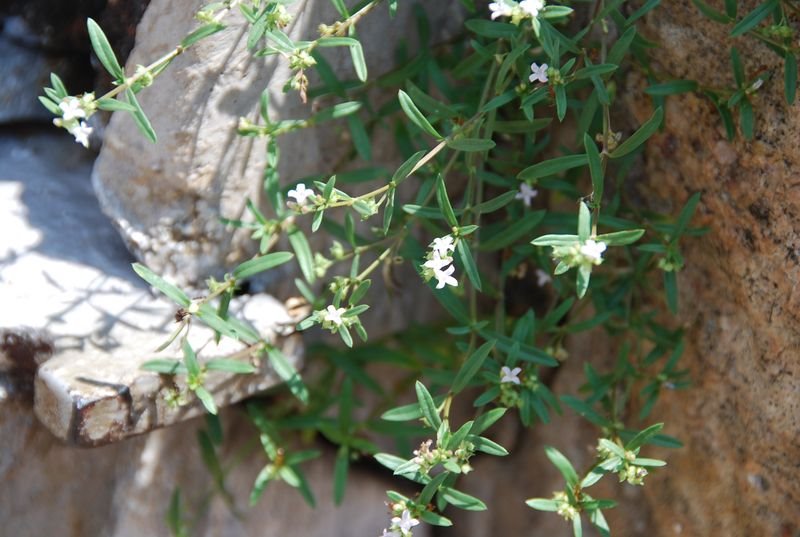 Rubiaceae - Oldenlandia umbellata2.JPG