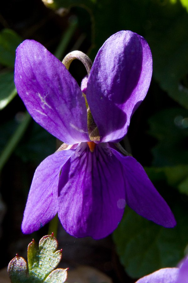 Viola-odorata14881C.jpg