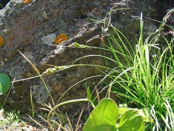 Carex-distachya-(1).jpg