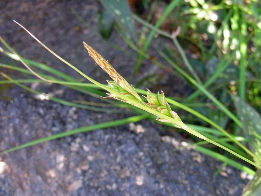 Carex-distachya-(2).jpg