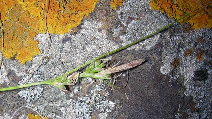 Carex-distachya-(3).jpg