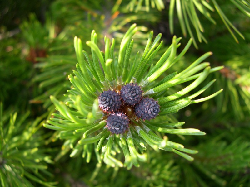 Pinus mugo Turra {F 1283}