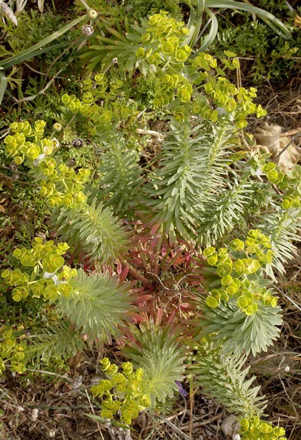 Euphorbia-segetalis.-Pianosa-2019-5241-RID.jpg