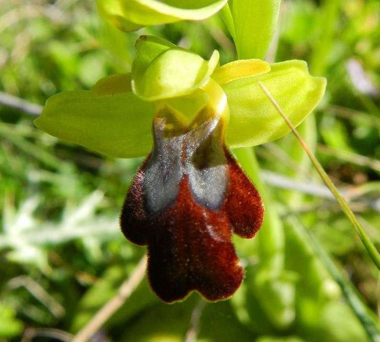Ophrys forestieri - Monte Sparacio - 17-02-2014 09-45-015.jpg