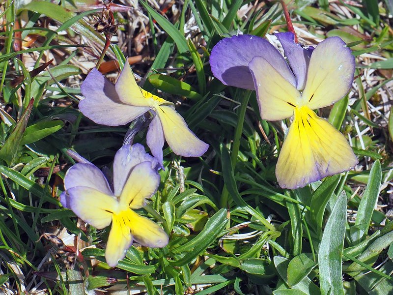 lagastrello-viola ferrarinii (1).jpg
