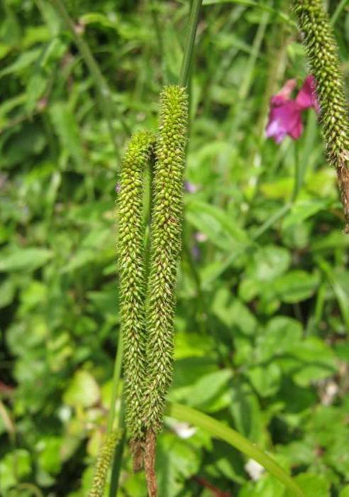 Carex_pendula_190525-MS_2.JPG
