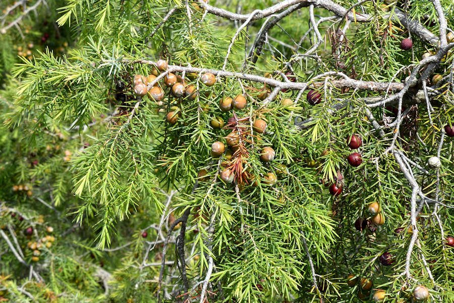 2019_05 raduno Apella (173) Juniperus macrocarpa.jpg