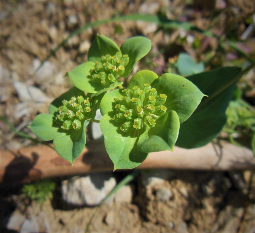 Bupleurum lancifolium Hornem (9).JPG