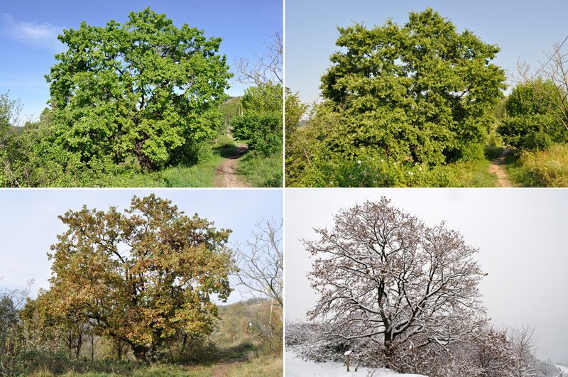 Quercus_pubescens_stagioni.jpg