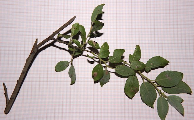 Salix_myrsinifolia_Salisb._ramulo_campione_1.JPG