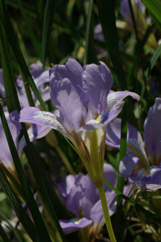 Iris unguicularis 3.jpg