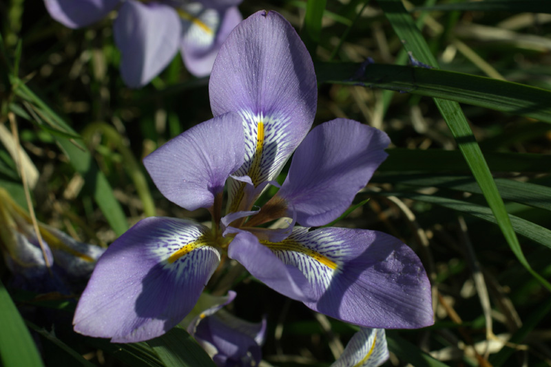 Iris unguicularis 4.jpg