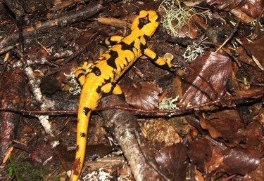 Salamandra salamandra (7)-1.jpg